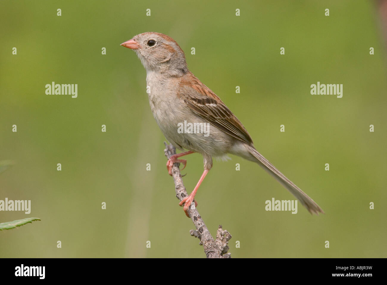 Field Sparrow Spizella pusilla Réserve de prairie à herbes Pawhaska Oklahoma USA 7 juillet EMBERIZIDAE Adultes Banque D'Images