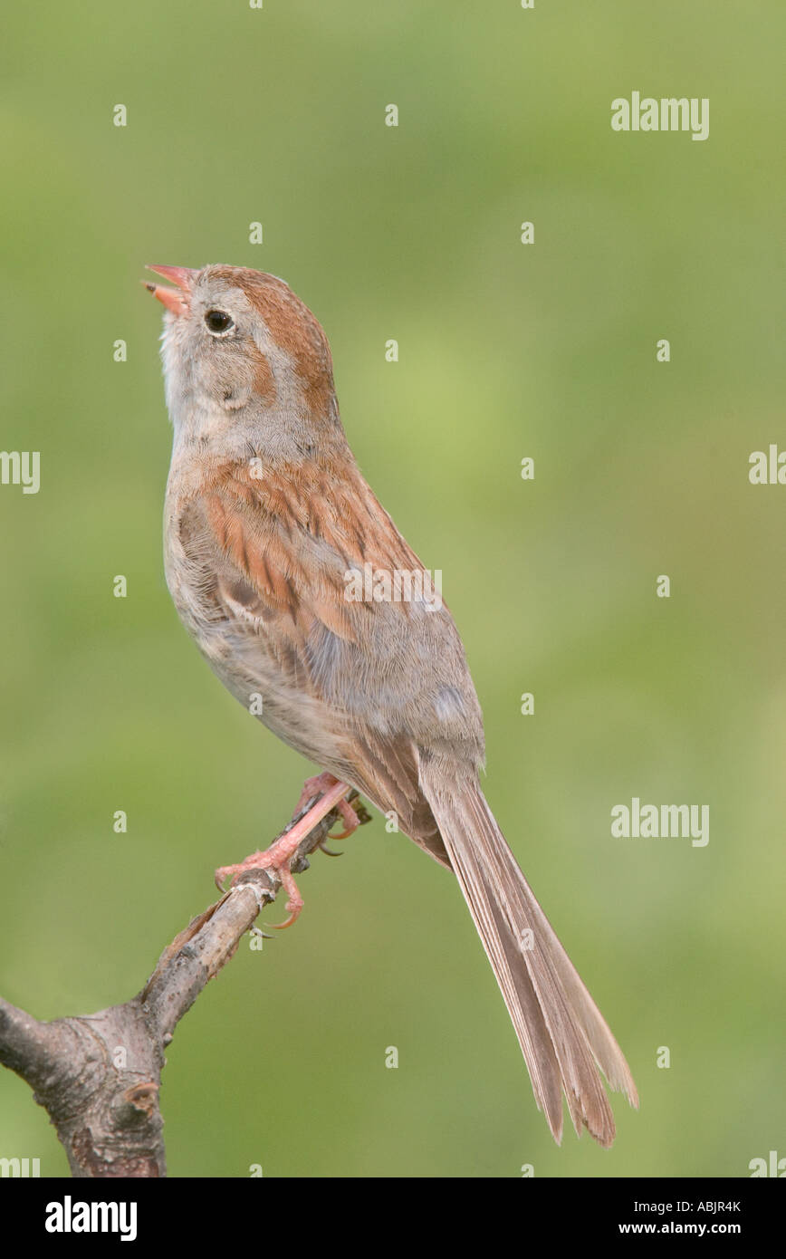 Field Sparrow Spizella pusilla Réserve de prairie à herbes Pawhaska Oklahoma USA 7 juillet EMBERIZIDAE Adultes Banque D'Images