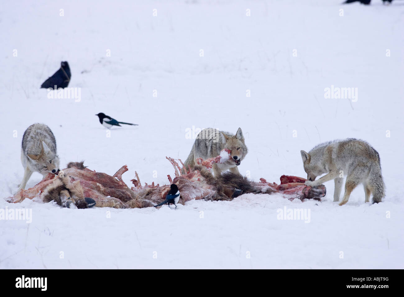 Le Coyote en hiver, le Parc National de Yellowstone au Wyoming une évacuation loup tué wapiti comme les corbeaux. Banque D'Images