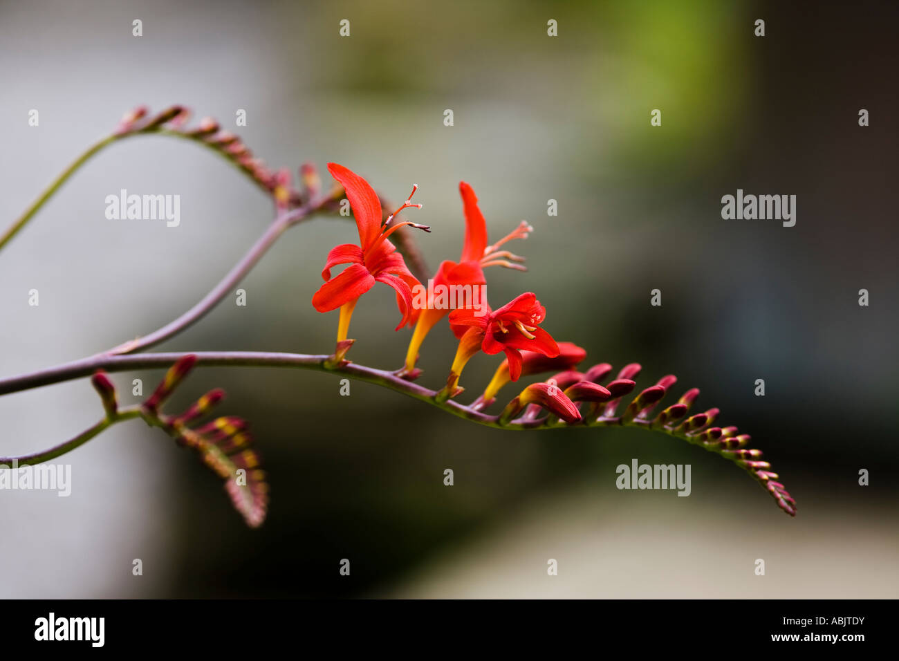 Montbretia Crocosmia Lucifer Banque D'Images