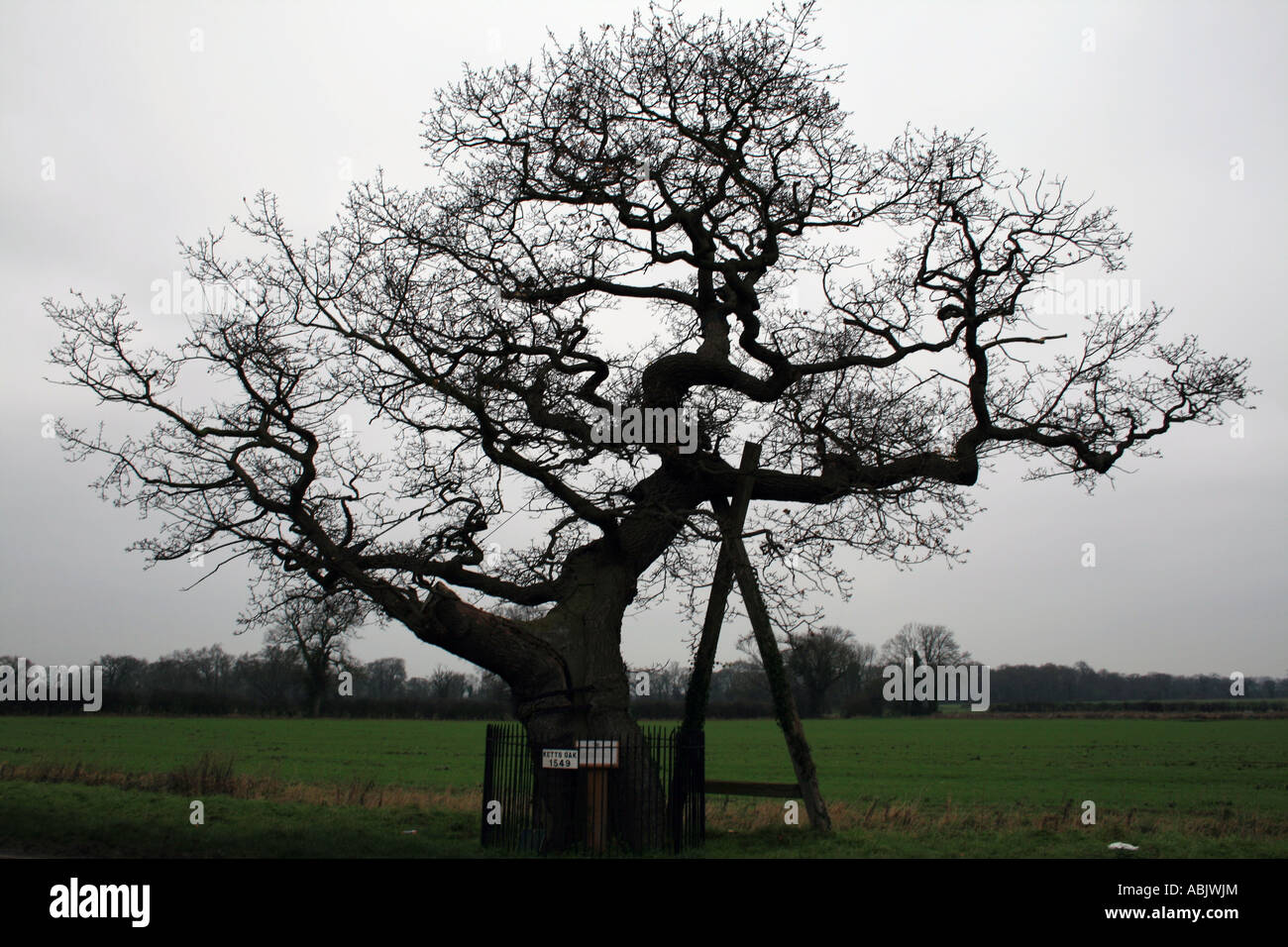 Kett's Oak Tree - Point de rassemblement de la réforme foncière soulèvement dirigé par Robert Kett [Wymondham, Norfolk, Angleterre, Royaume-Uni]. . Banque D'Images