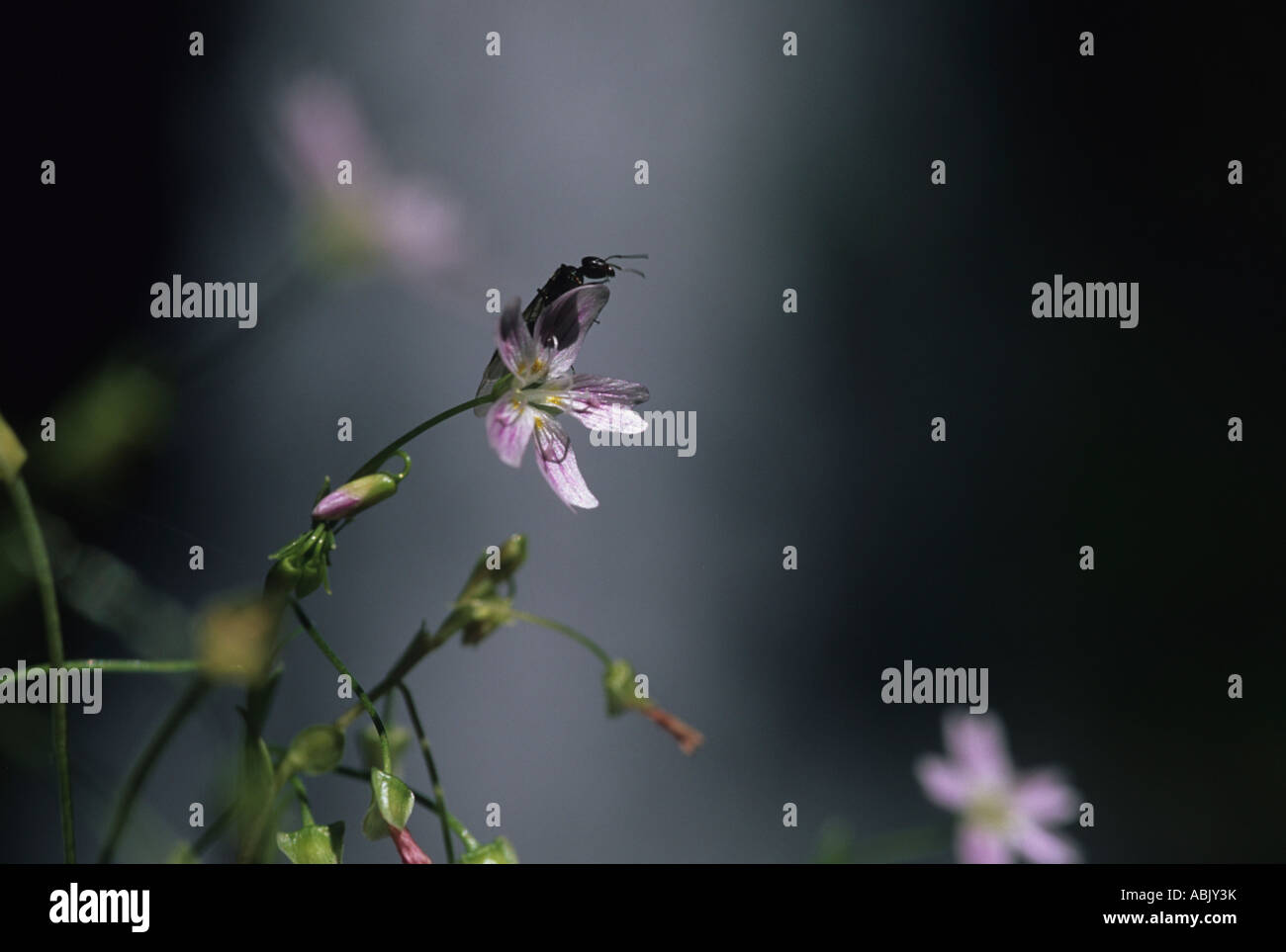 Flying ant sur la claytonie fleur en face de cascade Banque D'Images