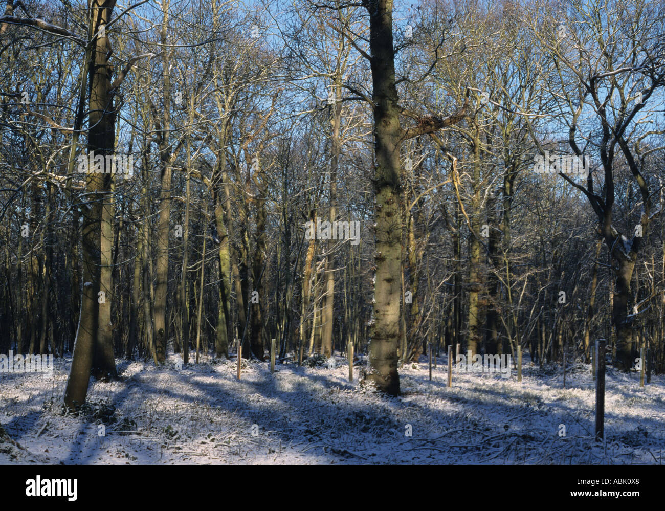 La neige sur l'Benacre Estate dans Suffolk Uk Banque D'Images