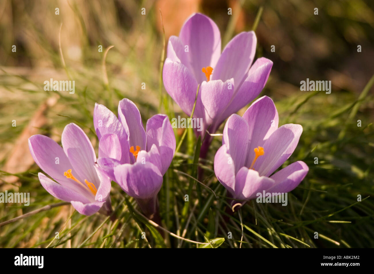 Gros plan de quatre crocus violets fleurissant dans un champ herbeux sous la lumière douce du soleil. Belles fleurs de printemps dans la nature. Banque D'Images