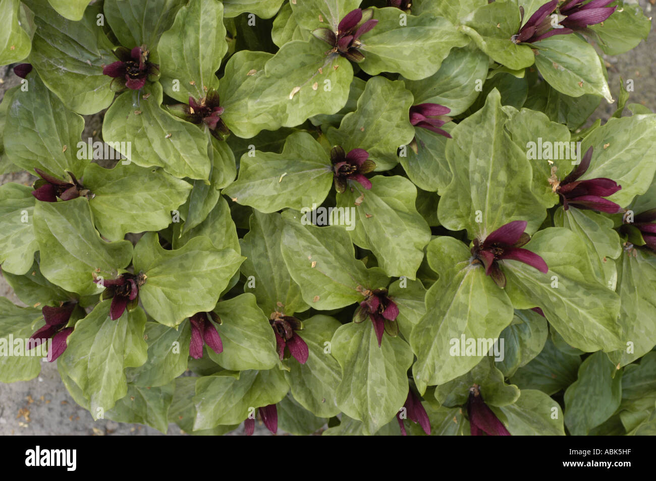 Feuilles marbrées vertes et fleurs rouge foncé de Trillium chloropetalum, une plante de la famille des Liliacées originaire d'Amérique du Nord. Banque D'Images