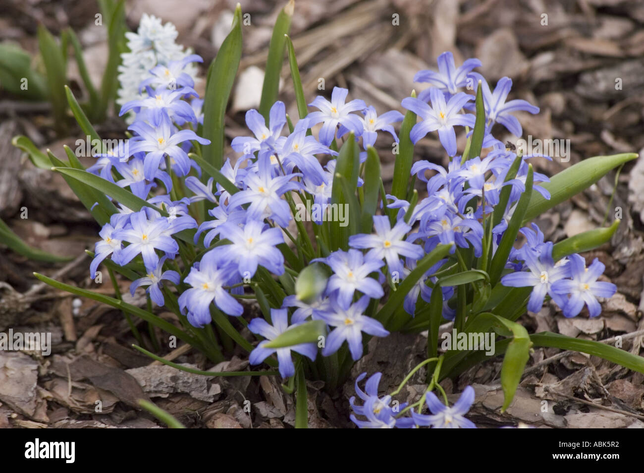 Belle grappe de Chionodoxa siehei, également connue sous le nom de gloire de la neige, fleurissant au printemps avec des pétales mauves et blancs en Turquie. Banque D'Images