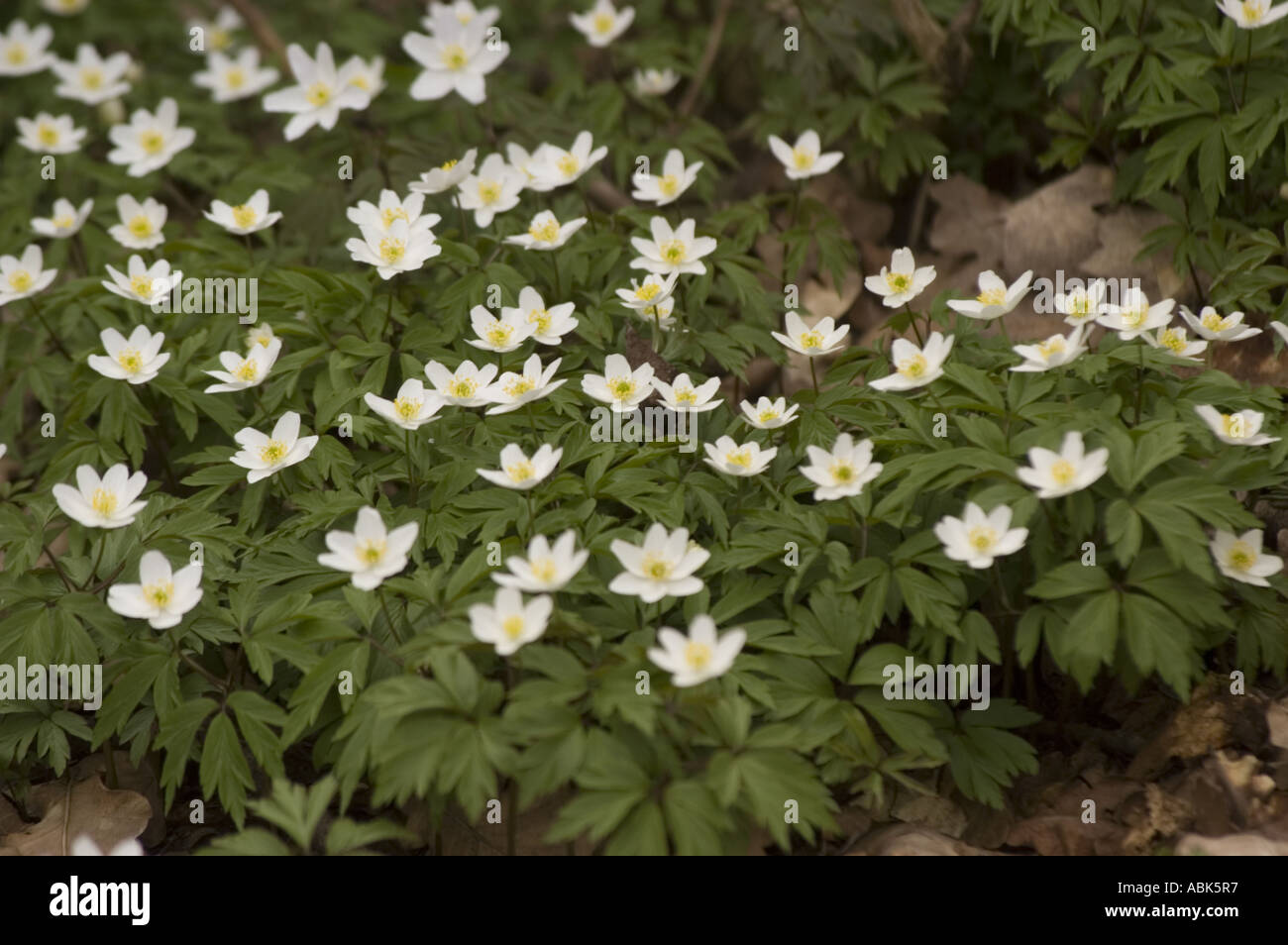 Au début du printemps de fleurs blanches Anémones des forêts Ranunculaceae  Anemone nemorosa Photo Stock - Alamy