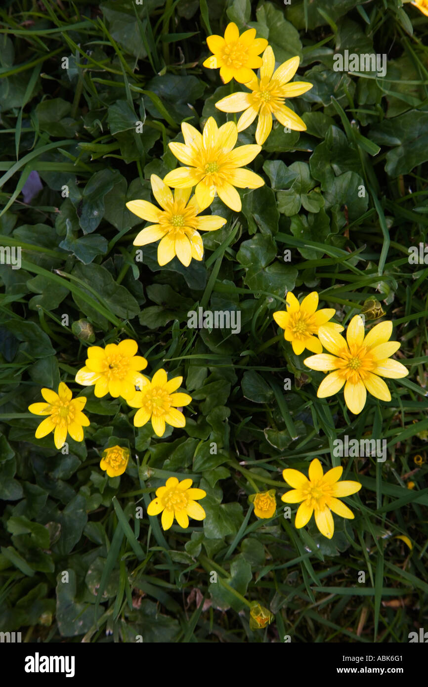 Jolies Fleurs jaune Celandine au château de Knaresborough Yorkshire Angleterre Banque D'Images