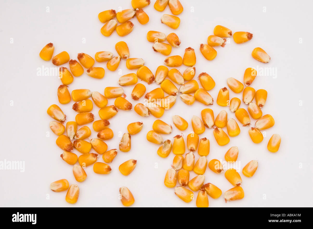 Grains de maïs égrené sur un fond blanc Banque D'Images