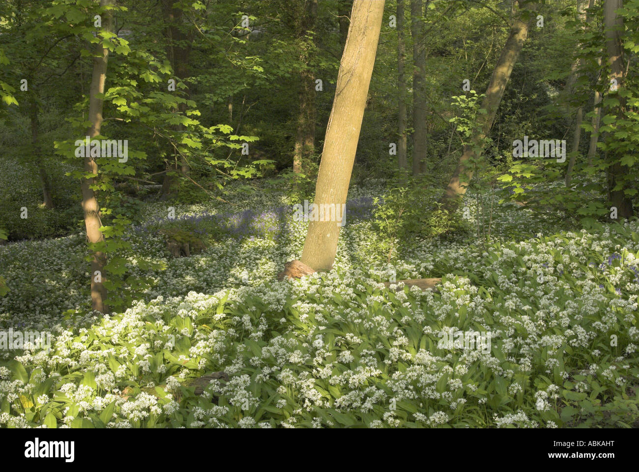 Un tapis de l'Alliaire officinale (Alliaria petiolata) dans un bois de West Sussex. Banque D'Images