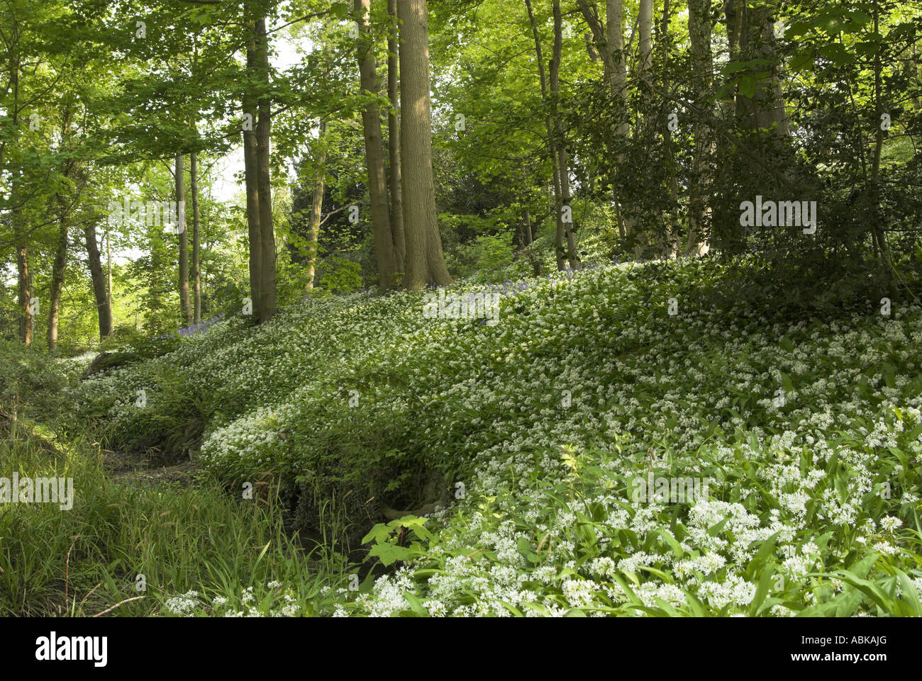 Un tapis de l'Alliaire officinale (Alliaria petiolata) dans un bois de West Sussex. Banque D'Images