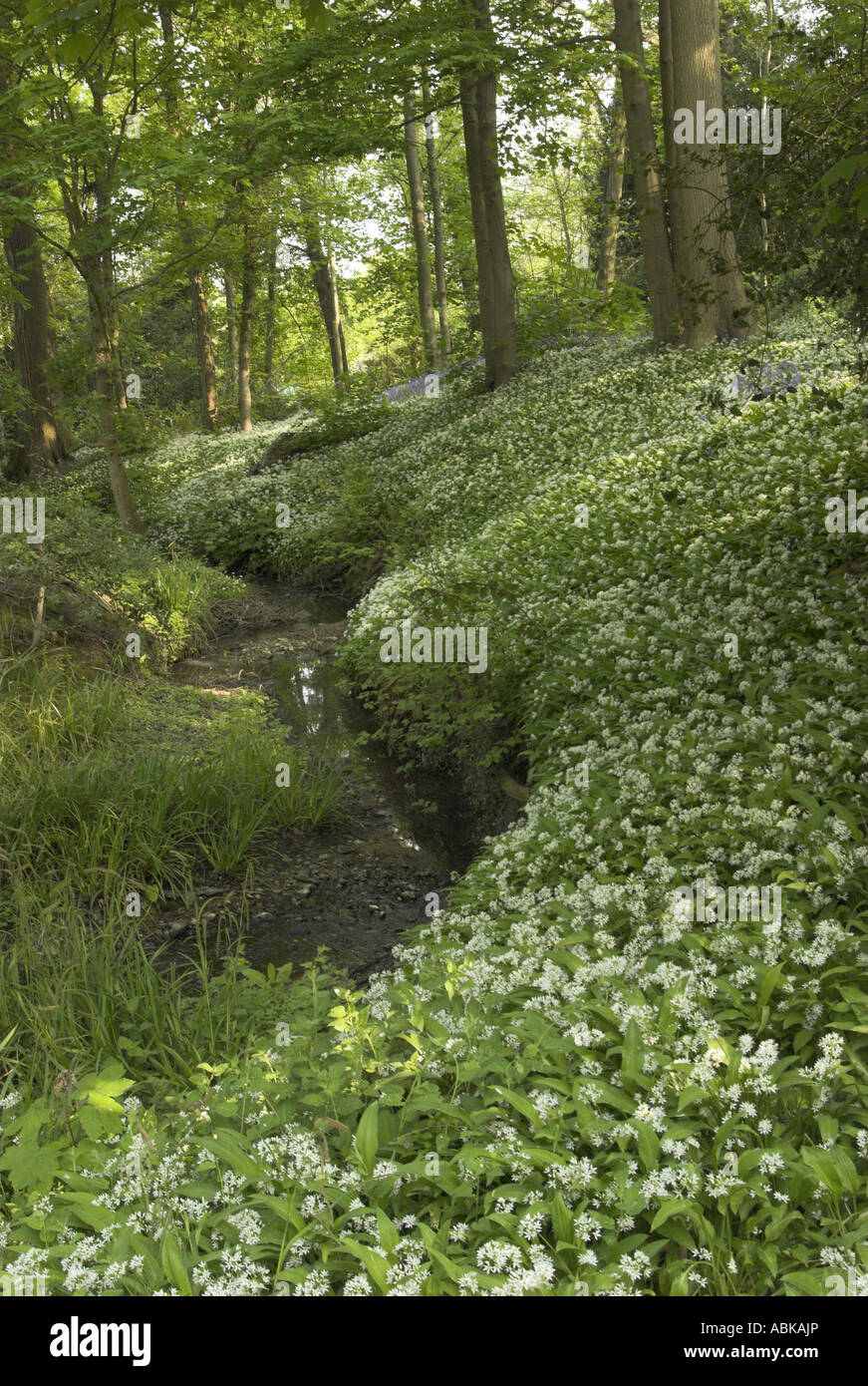 Un tapis de l'Alliaire officinale (Alliaria petiolata) dans un bois de West Sussex. Banque D'Images