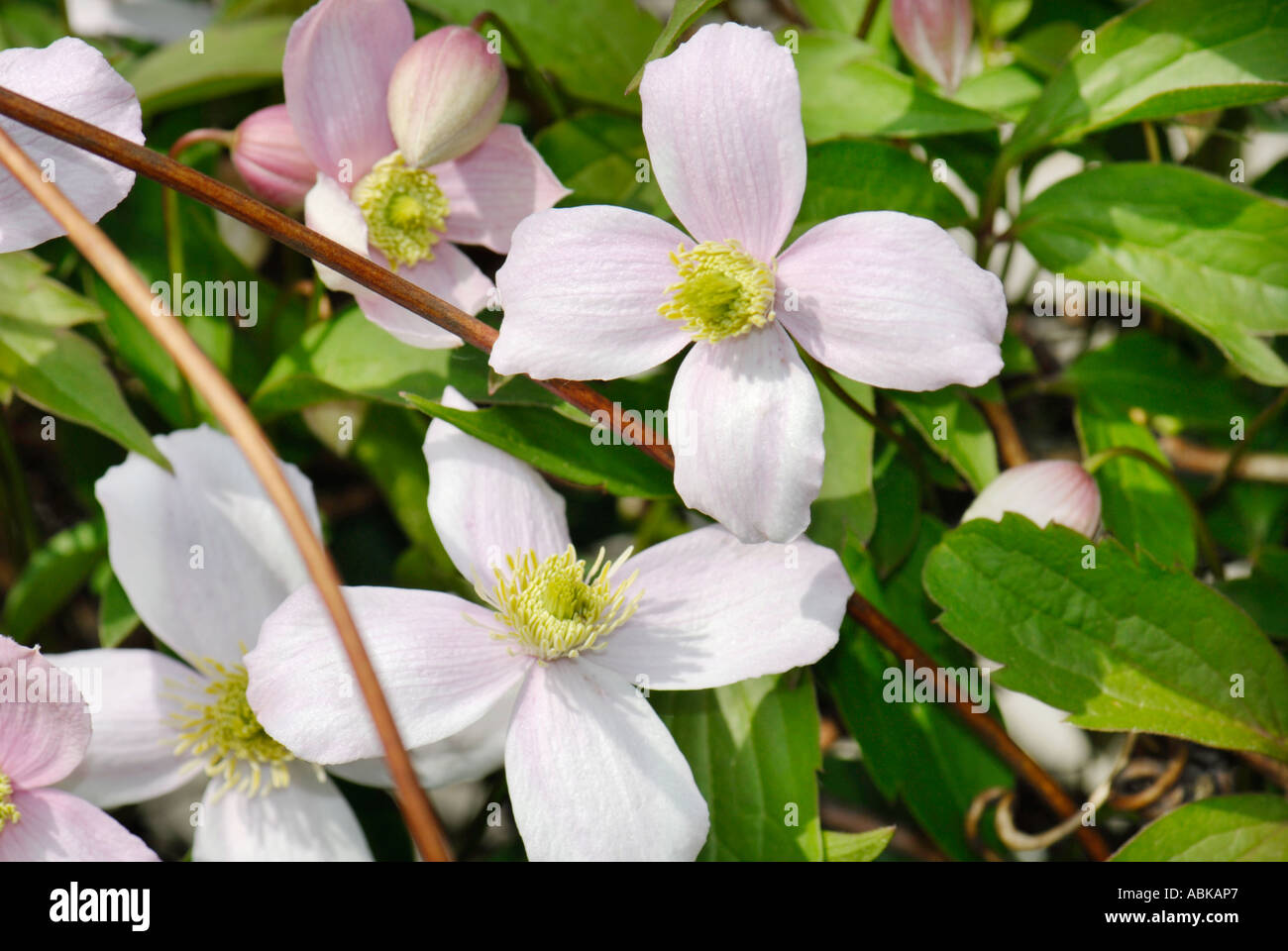 La lumière blanche CLÉMATITE Clematis Mandschurica rose RANUNCULACEAE fleur Banque D'Images