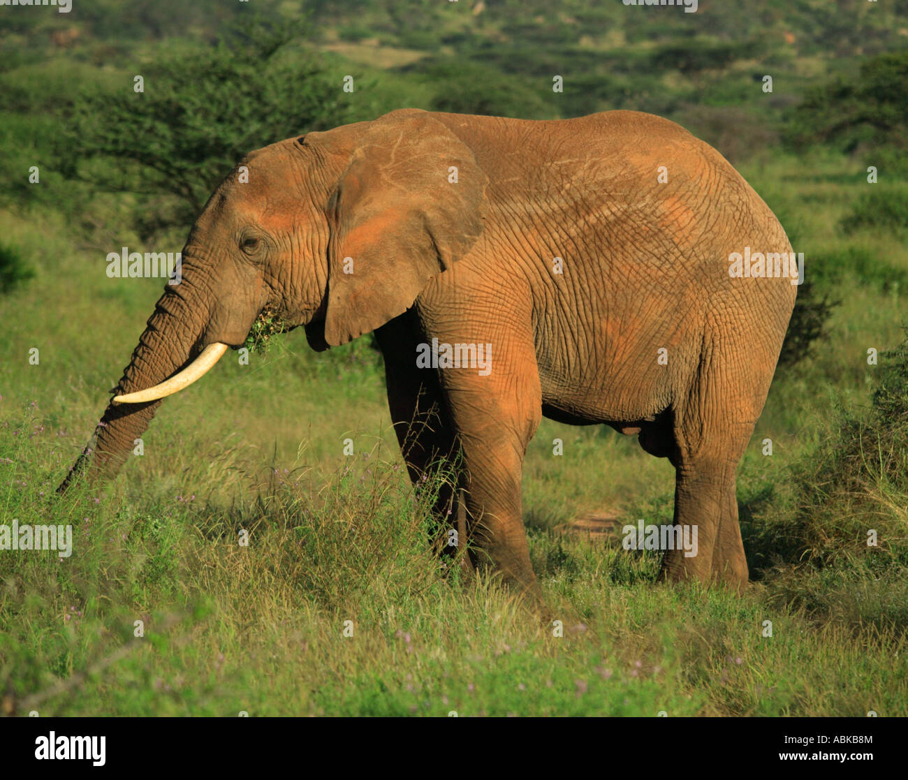 Manger de l'Eléphant d'Afrique Kenya Samburu National Park Banque D'Images