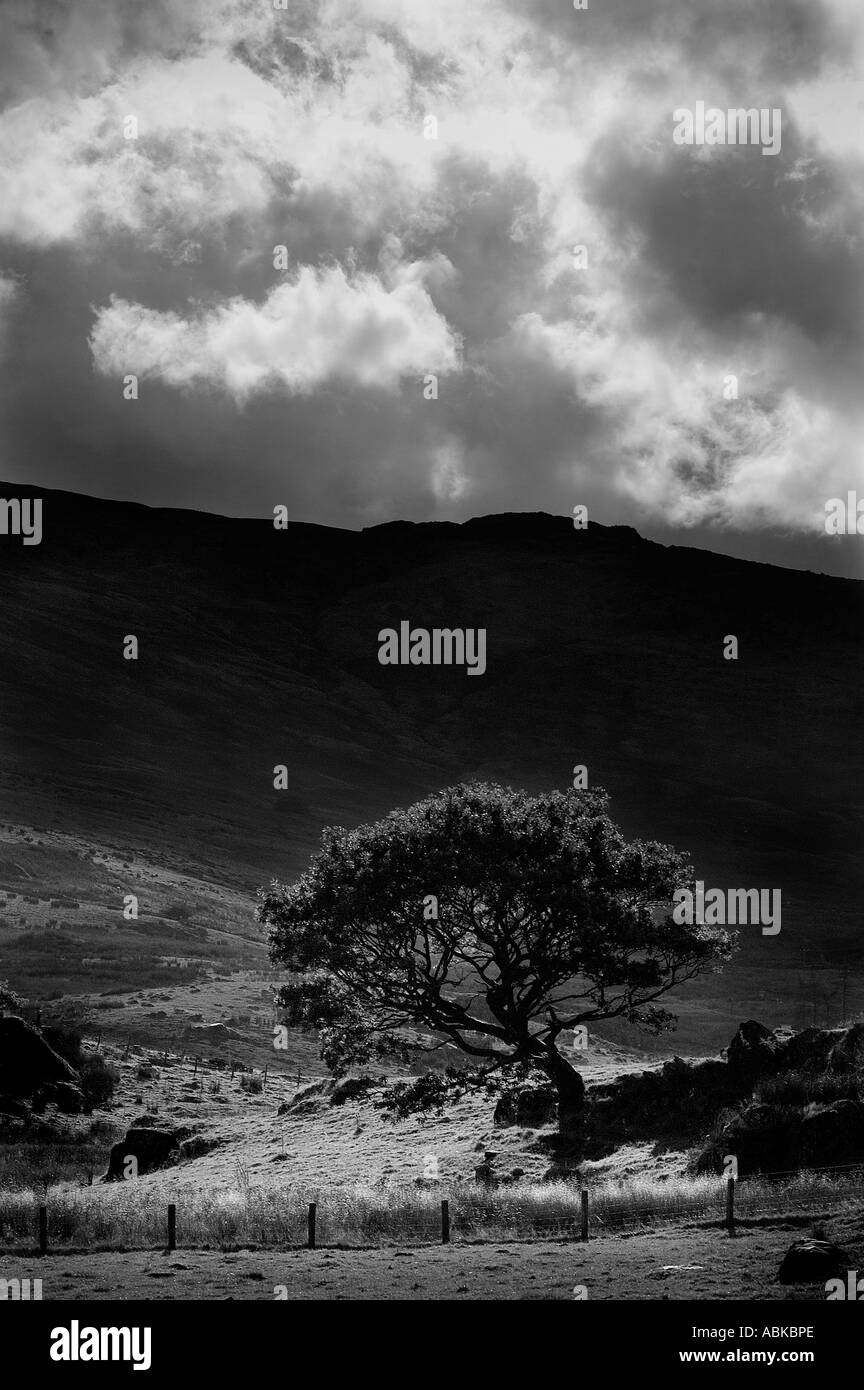 Paysage gallois avec arbre en premier plan Banque D'Images