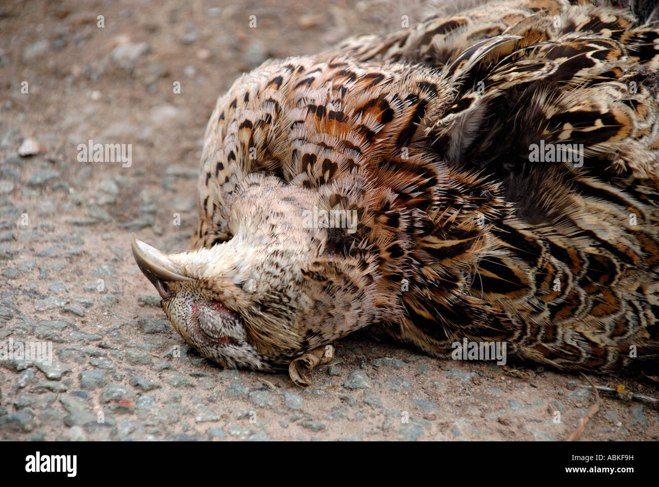 Roadkill -femelle morte huppée (2) Banque D'Images