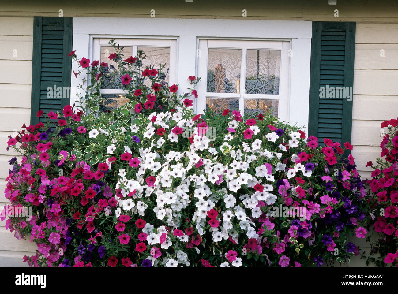 Les jardinières PLEIN DE VAGUE et de pétunias tidal wave avec le lierre anglais à l'extérieur Abri de jardin dans le Minnesota. L'été. Banque D'Images