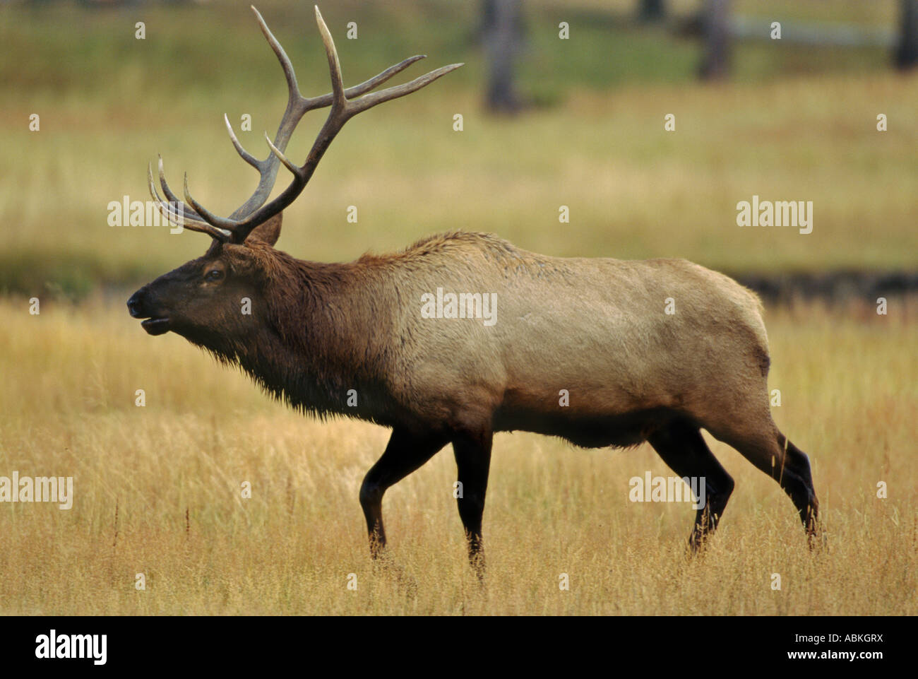Grand bull elk se pavaner dans le pré pendant le rut d'automne annuel Parc National de Yellowstone au Wyoming USA Banque D'Images