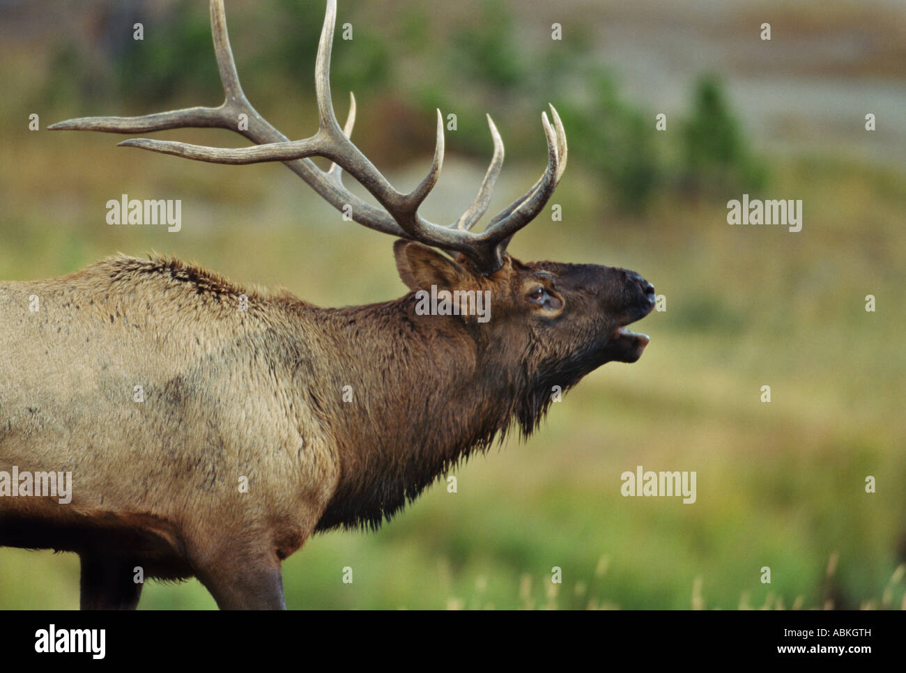 Grand bull elk beuglant dans le pré pendant le rut d'automne annuel- le parc national de Yellowstone au Wyoming USA Banque D'Images