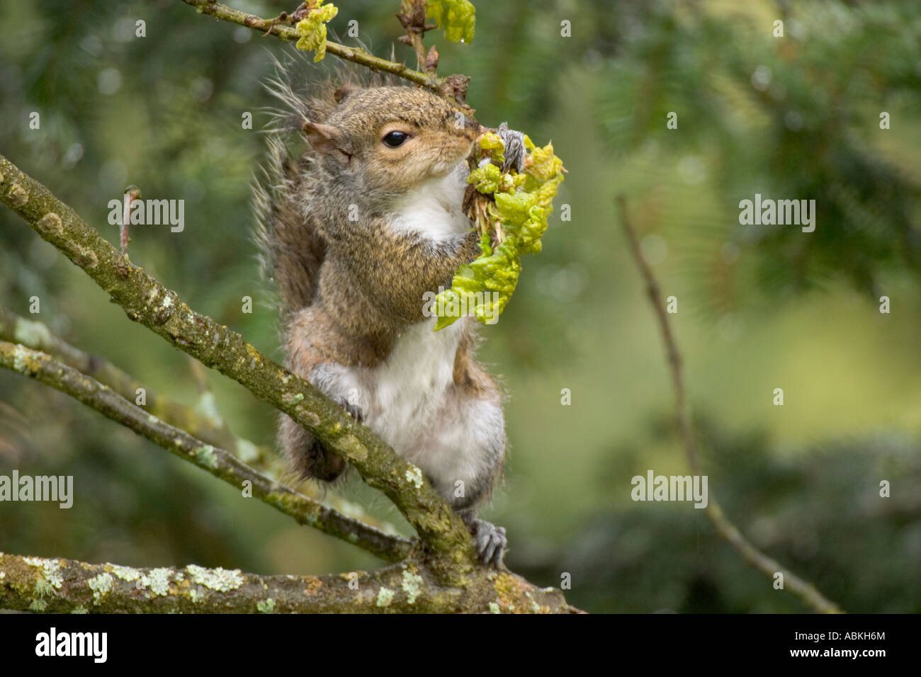 L'écureuil gris se nourrissent de feuilles de chêne fraîchement germé au début du printemps Victoria British Columbia Canada Banque D'Images