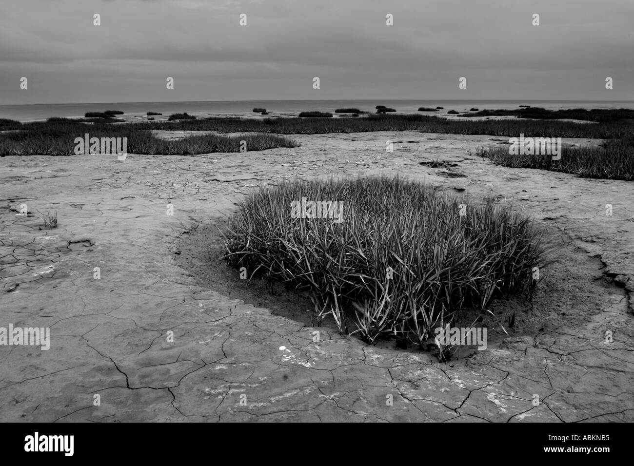Touffe d'herbe d'estran à Lytham St Annes un soir de tempête en juin 2005 Banque D'Images