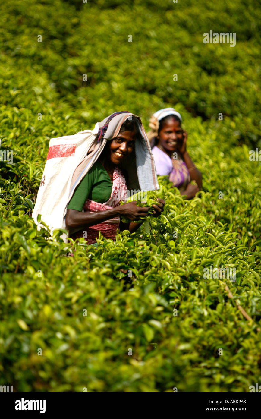 La cueillette du thé, près de Watawala Hatton la Province du Centre, au Sri Lanka, en Asie Banque D'Images