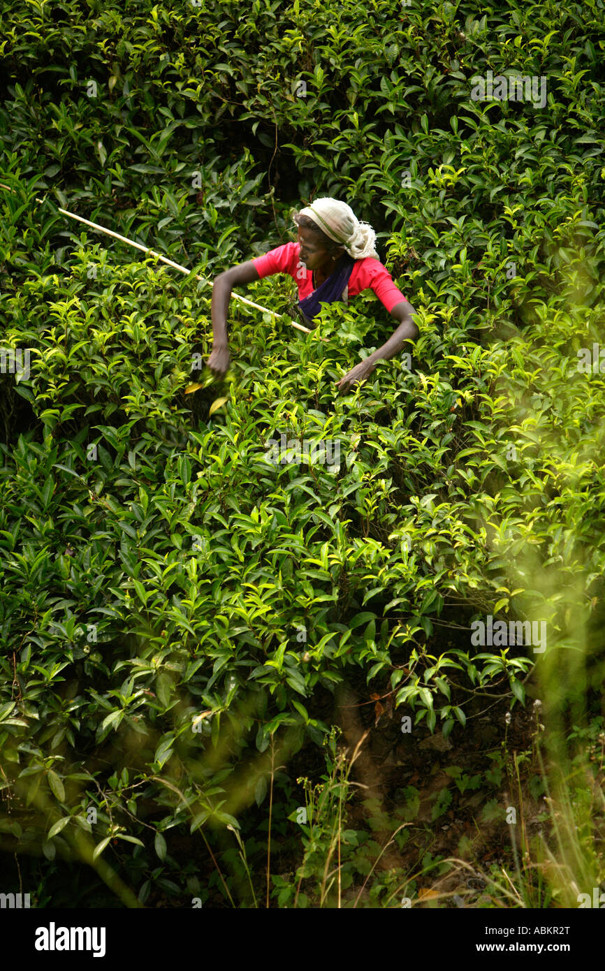 La cueillette du thé, près de Watawala Hatton la Province du Centre, au Sri Lanka, en Asie Banque D'Images