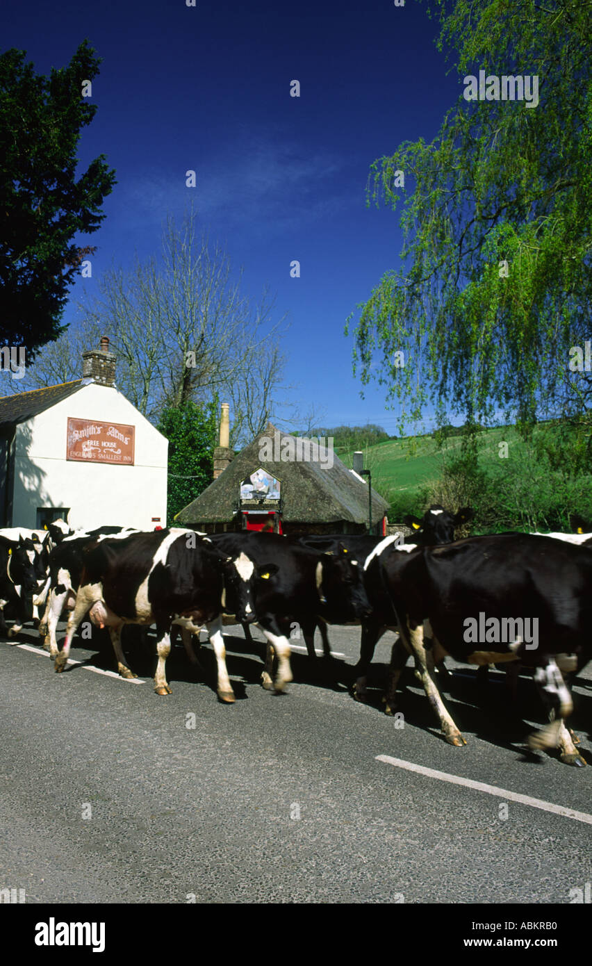 Troupeau de vaches marche à travers Godmanstone village de Dorset County England UK Banque D'Images