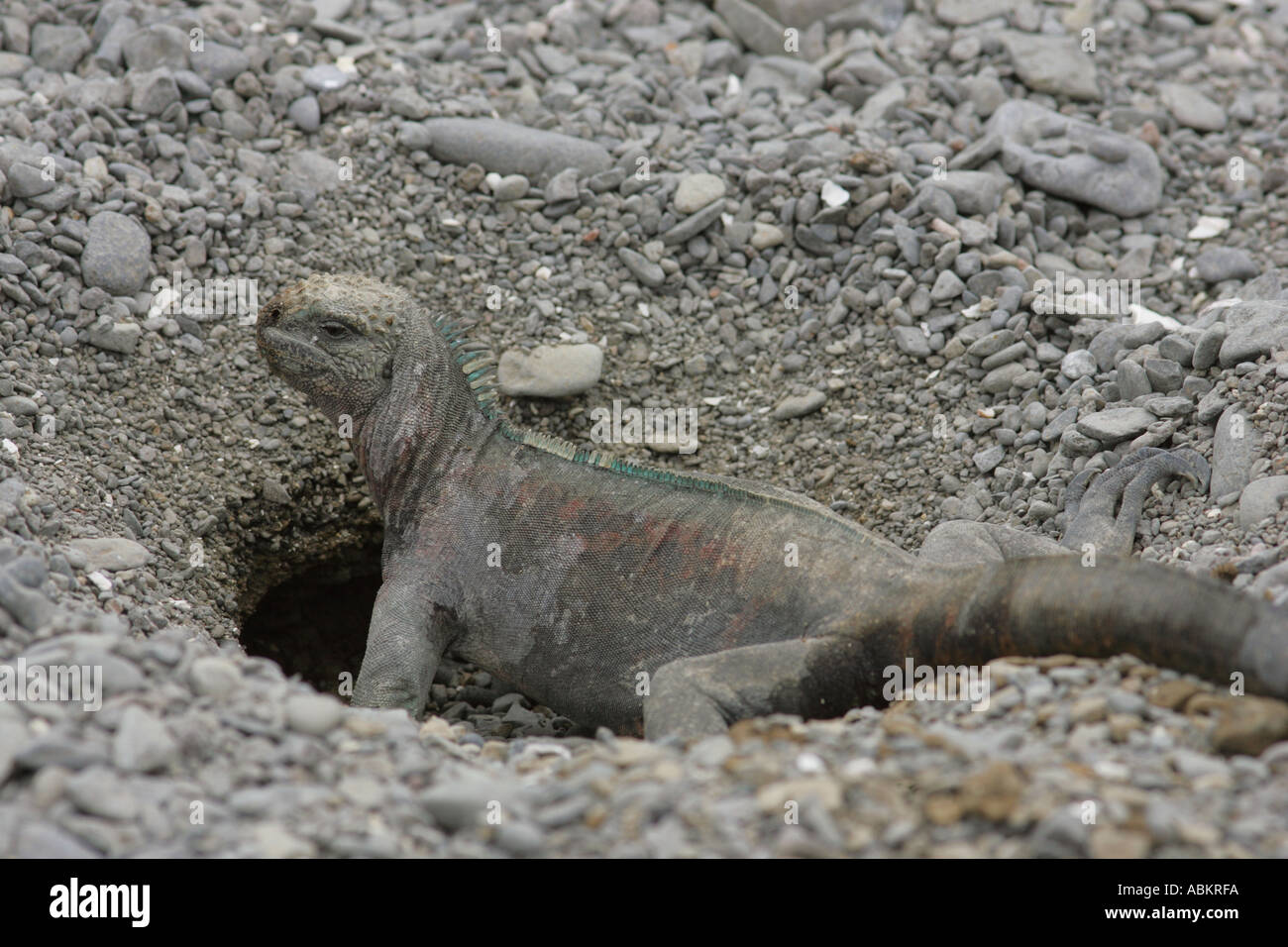 Iguane marin (Amblyrhynchus cristatus), l'excavation d'un terrier, Espanola, Galapagos, Equateur, novembre Banque D'Images