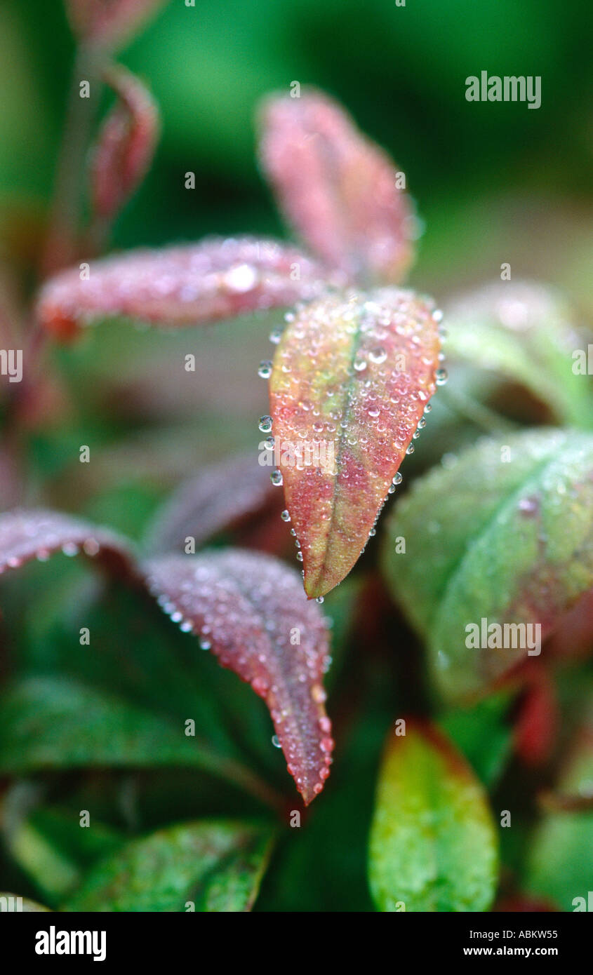 Gouttes de rosée sur les feuilles Banque D'Images