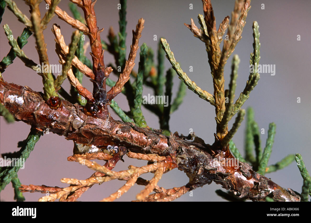 Les symptômes du chancre du cyprès sur les conifères Photo Stock Alamy