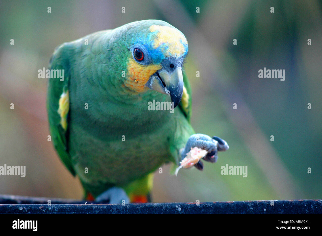 Portrait de sauvages amazon parrot manger Banque D'Images
