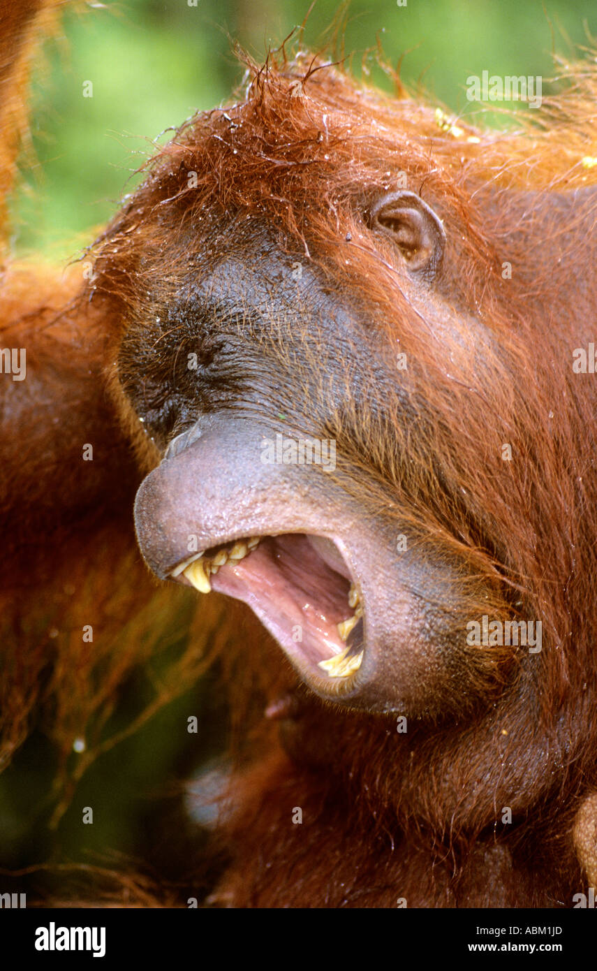 Le bâillement Pongo pygmaeus orang-outan Banque D'Images