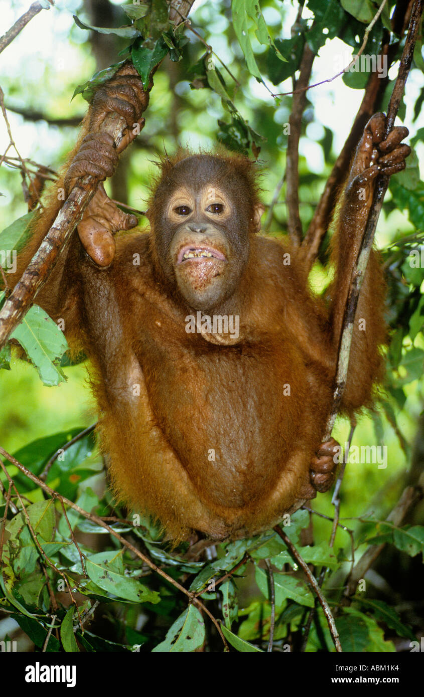Pongo pygmaeus orang-outan Banque D'Images