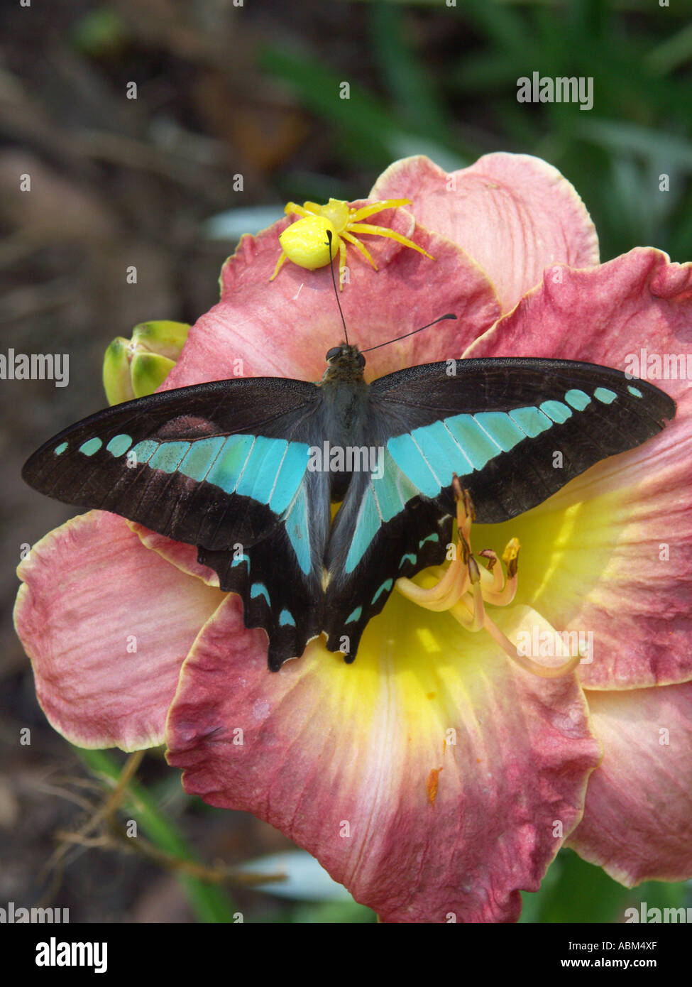 Un triangle bleu papillon sur une fleur de l'hémérocalle rose sur le point de devenir la victime d'une araignée fleur jaune Banque D'Images