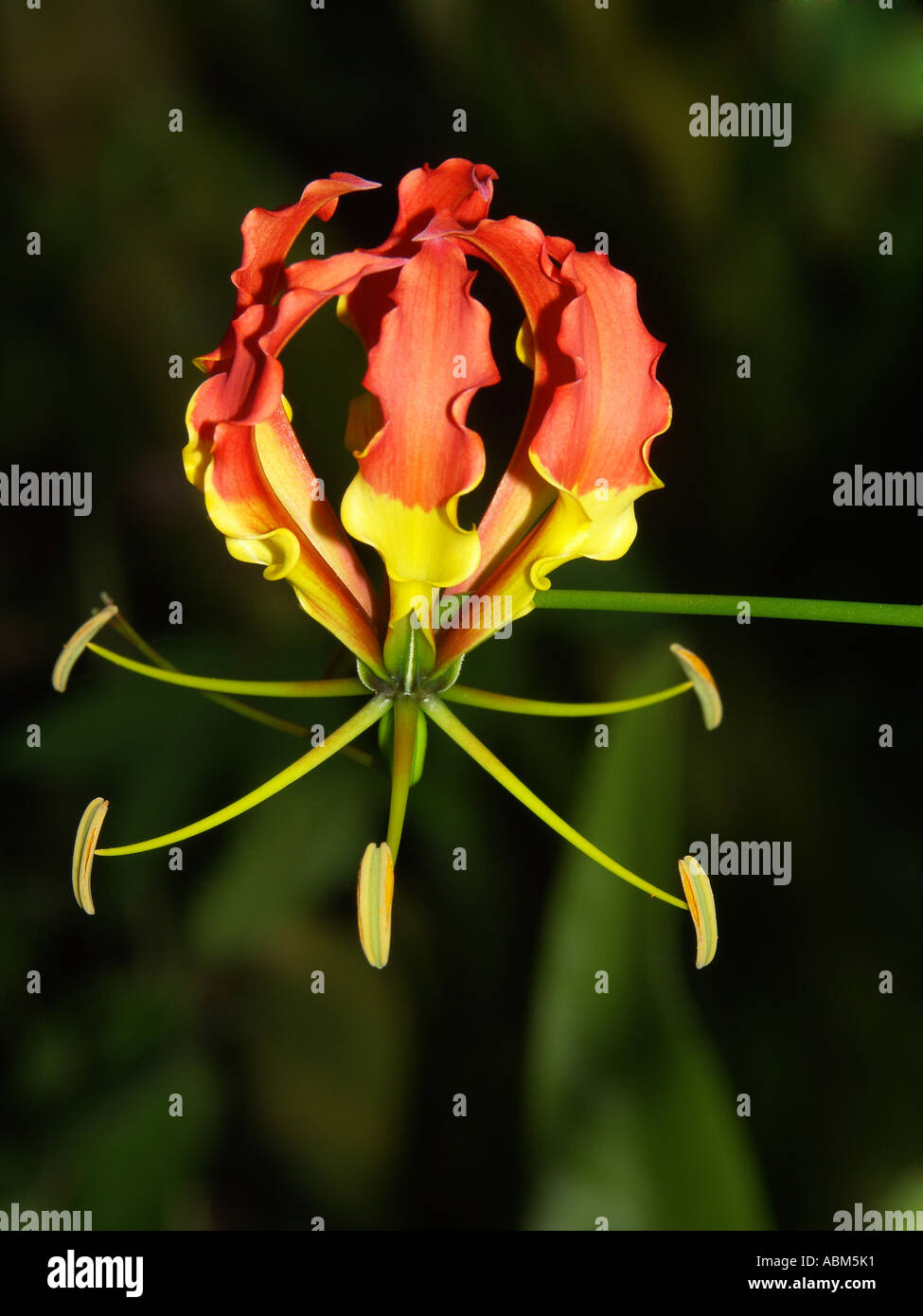 Fleur de Gloriosa superba, un grimpeur qui est communément appelée Gloriosa lily Banque D'Images