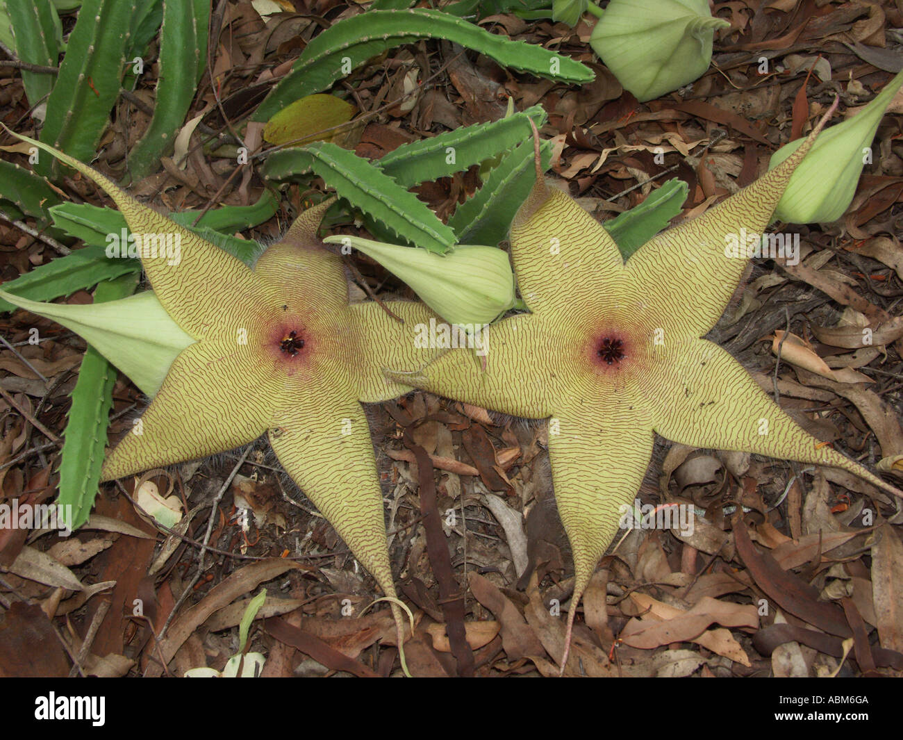 Les fleurs de Stapelia gigantea, une croissance faible espèces succulentes Banque D'Images