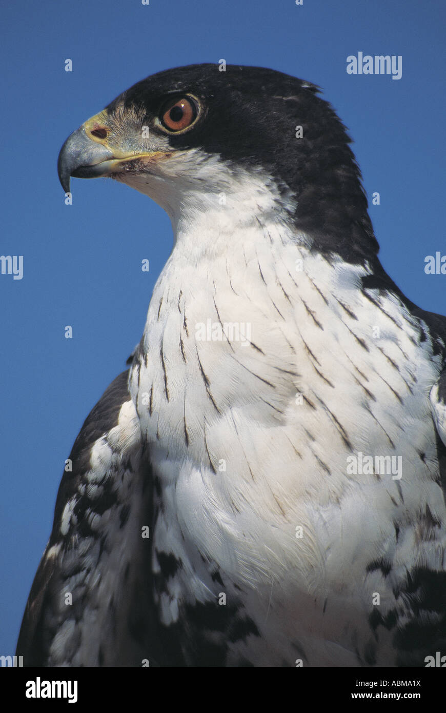 Aigle Martial Polemaetus bellicosus immatures Natal Afrique du Sud Banque D'Images