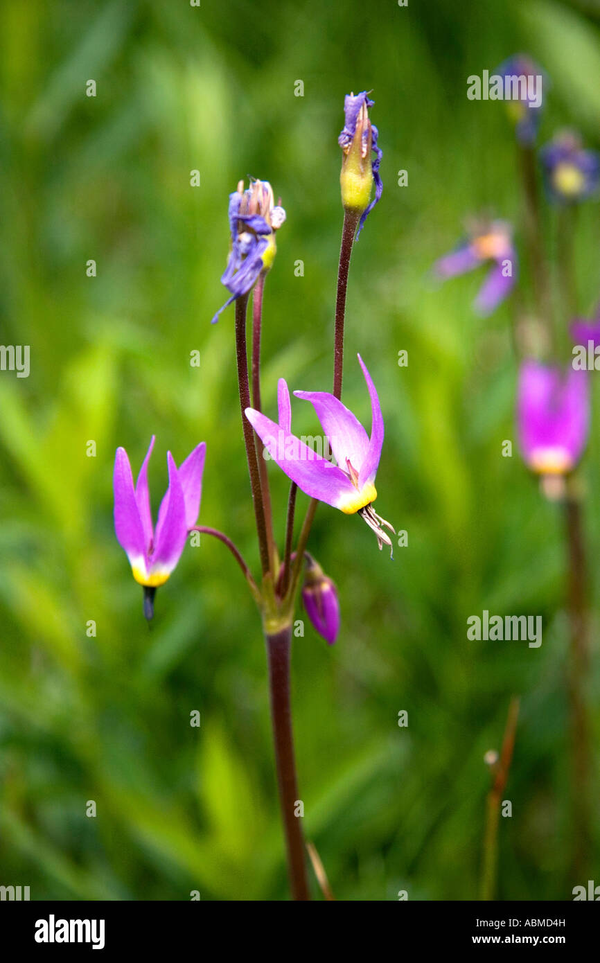 Étoile filante wildflower dans Idaho Banque D'Images