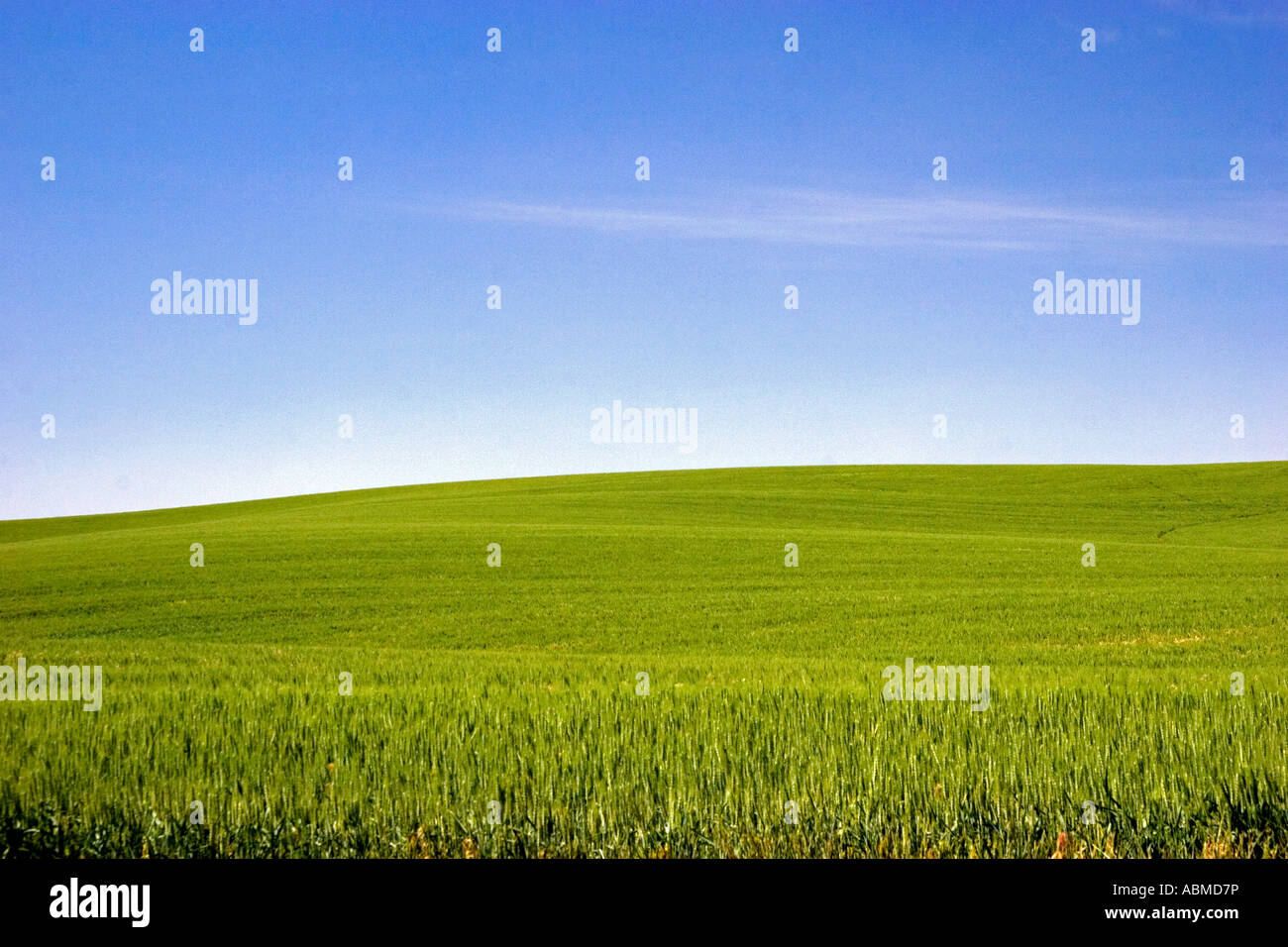 Domaine de blés verts près de Pendleton Oregon Banque D'Images