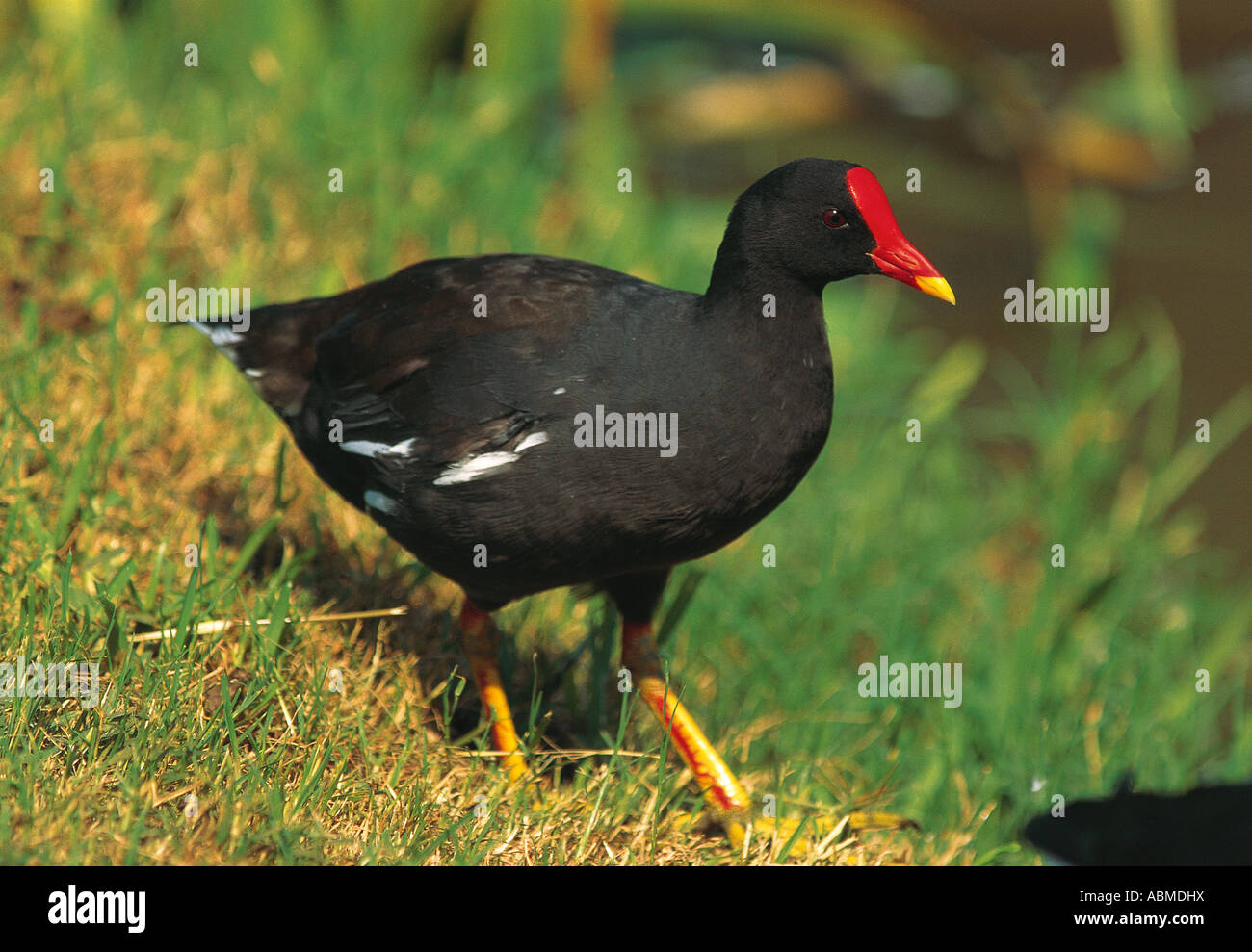Gallinule poule-d'eau Gallinula chloropus mâle Durban, Afrique du Sud Banque D'Images
