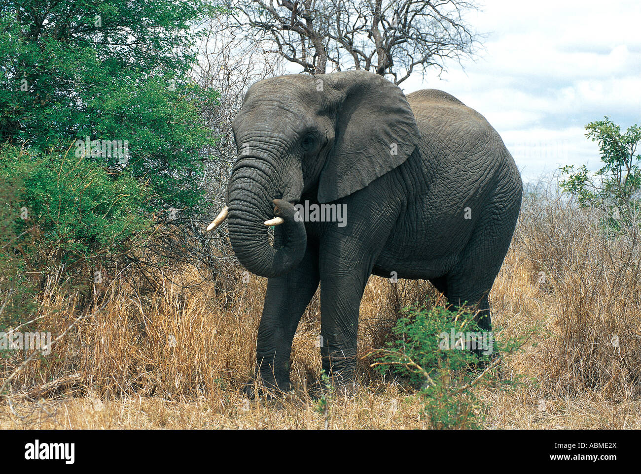 L'éléphant d'Afrique Afrique du Sud Parc National Kruger Banque D'Images