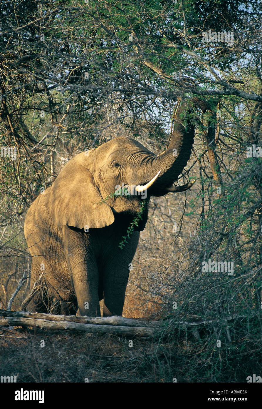 L'éléphant africain atteignant jusqu'à son tronc pour parcourir le parc national Kruger en Afrique du Sud Banque D'Images