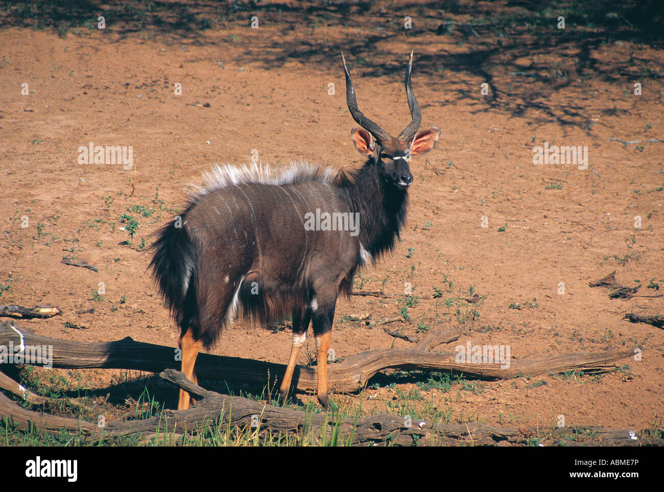 Nyala mâle Réserve Naturelle de Mkuzi Zululand en Afrique du Sud Banque D'Images