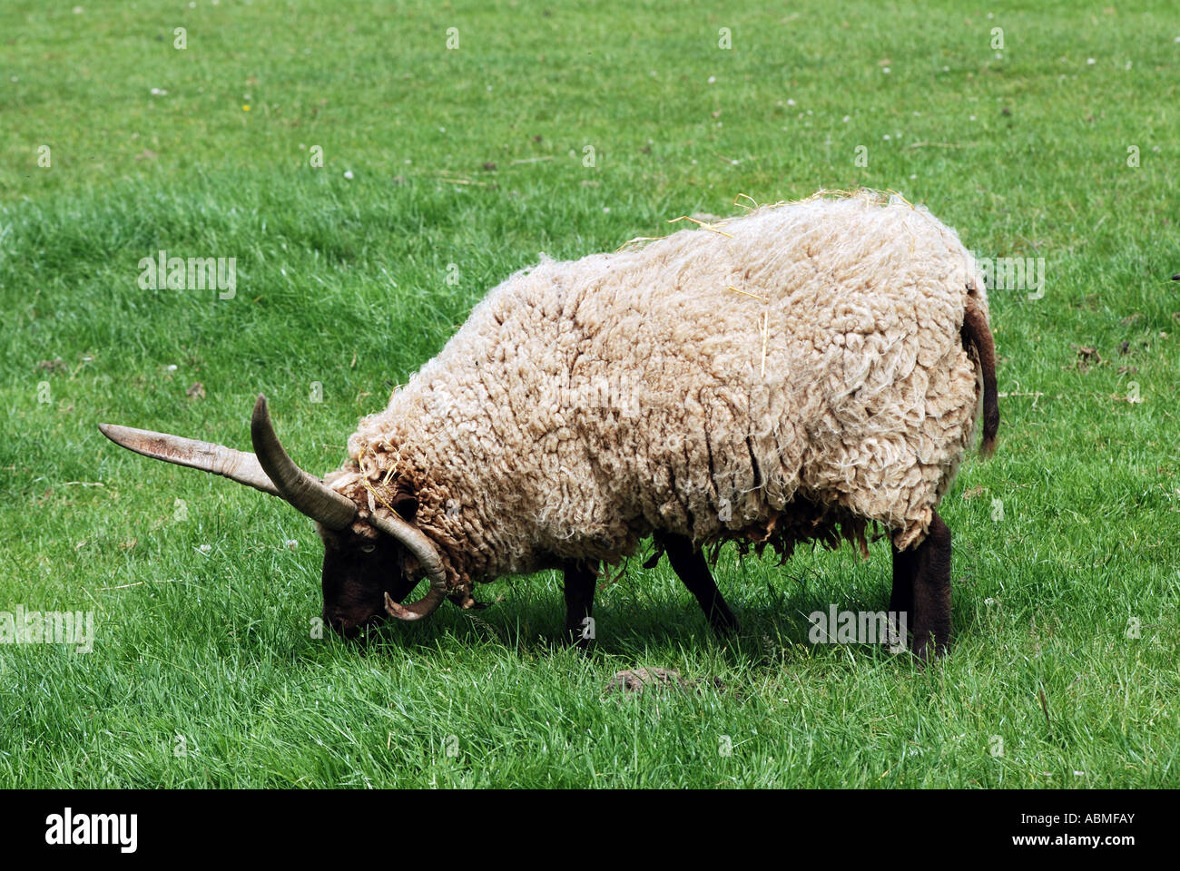 Manx Loghtan mouton à Cotswold Farm Park, Gloucestershire, England, UK Banque D'Images