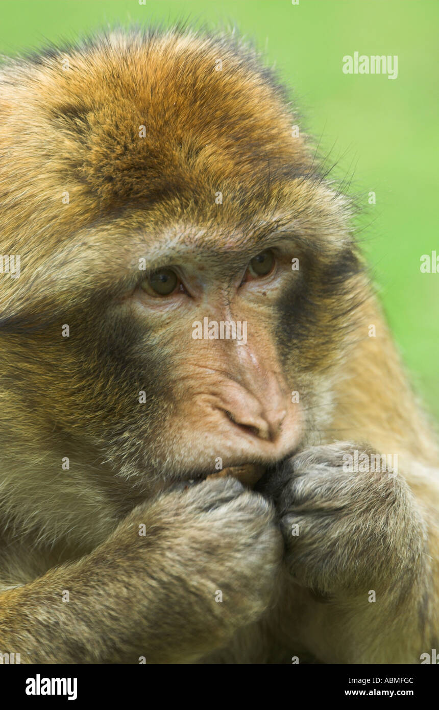 Les Macaques de Barbarie Banque D'Images