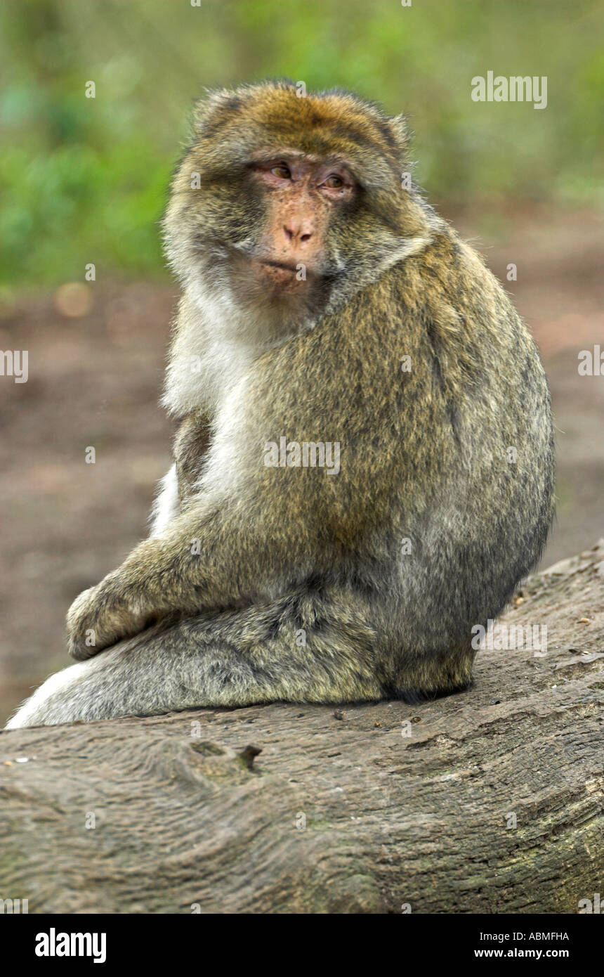 Singe Macaque de Barbarie adultes Banque D'Images