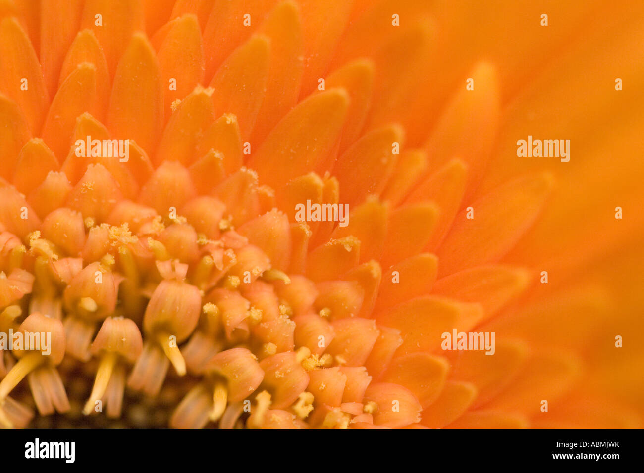 Fleur simple chef d'une asteraceae gerbera Banque D'Images