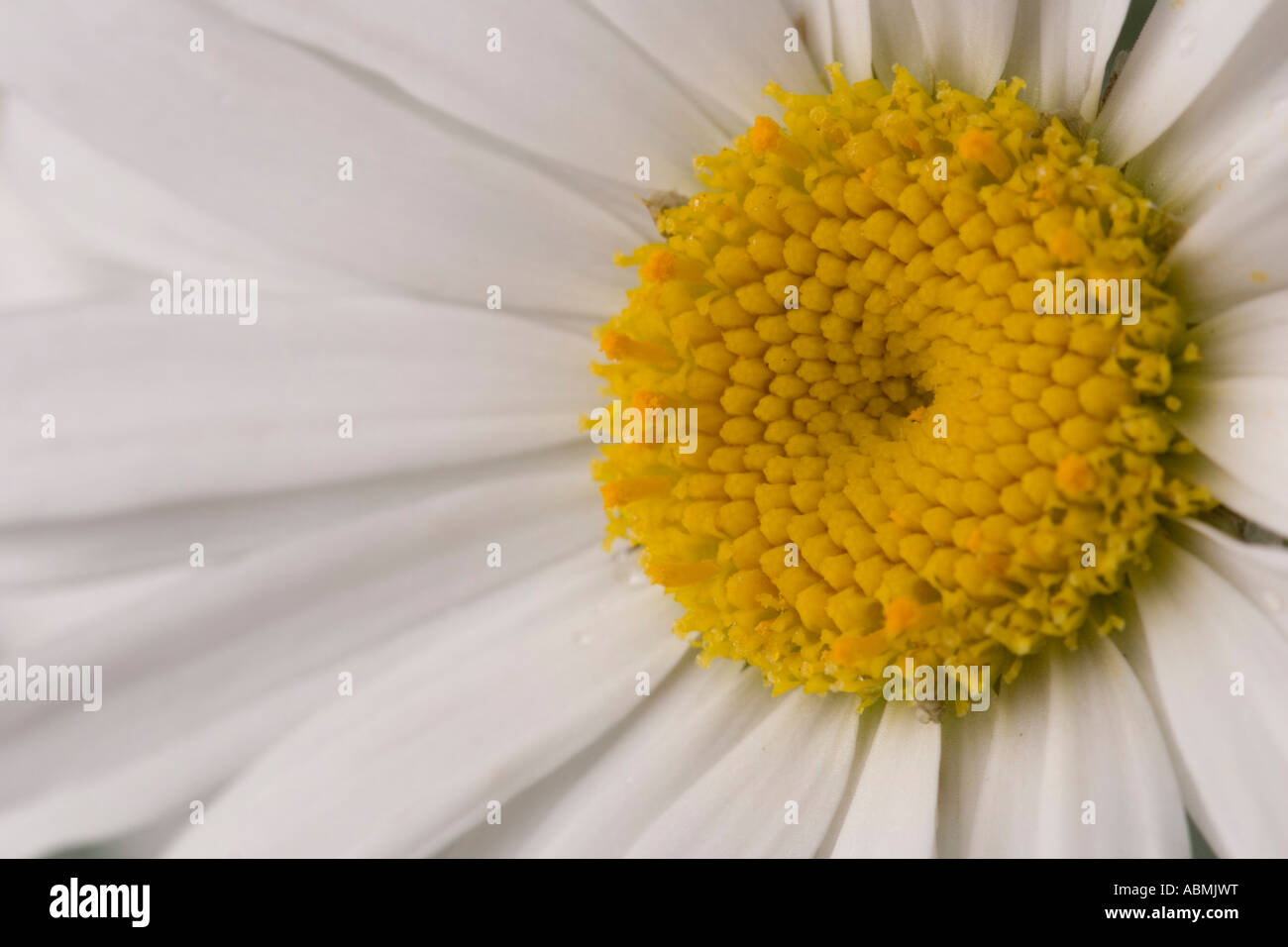 Floraison unique de leucanthemum Banque D'Images