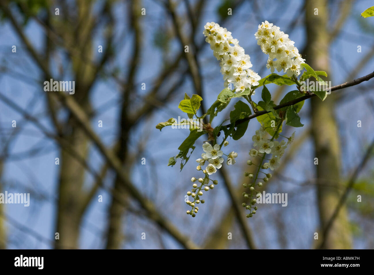 Arbre généalogique sur une branche de lilas Banque D'Images
